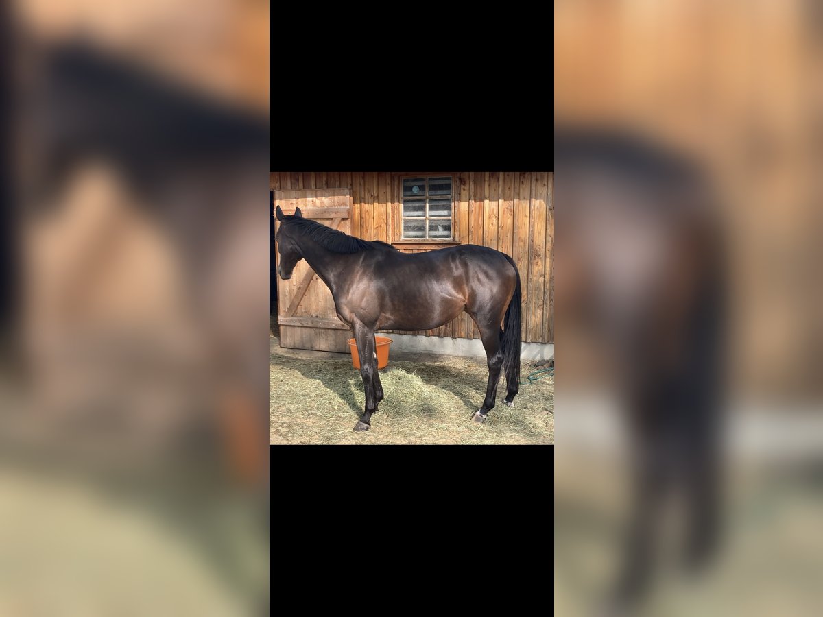 Thoroughbred Mare 6 years 15,2 hh Bay-Dark in Suderburg