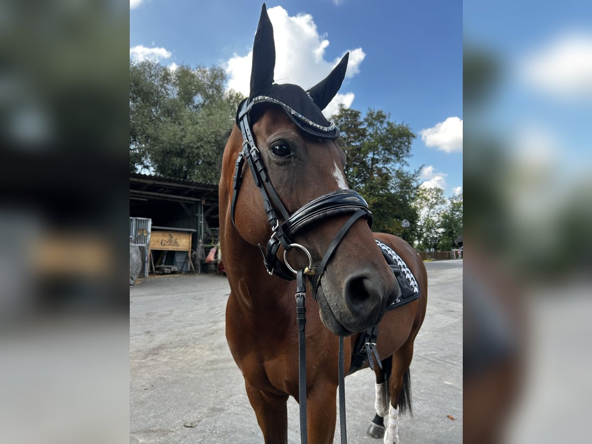 Thoroughbred Mare 6 years 15,2 hh Brown in Hamburg Lohbr&#xFC;gge