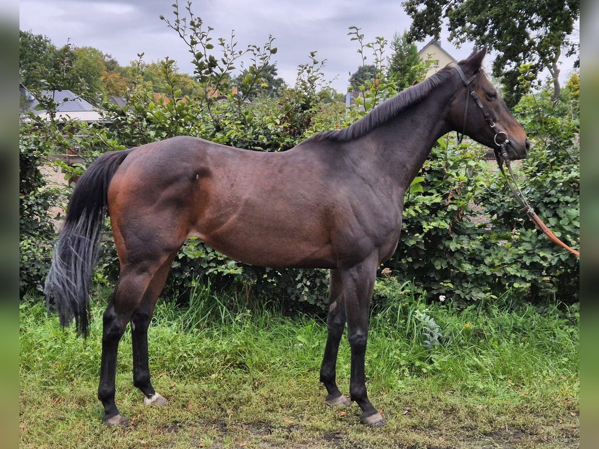 Thoroughbred Mare 6 years 15,2 hh Brown in Neuenhagen