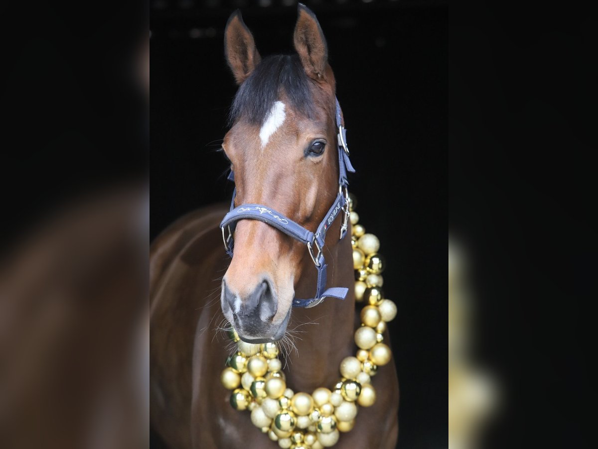 Thoroughbred Mare 6 years 16 hh Bay-Dark in Hassendorf