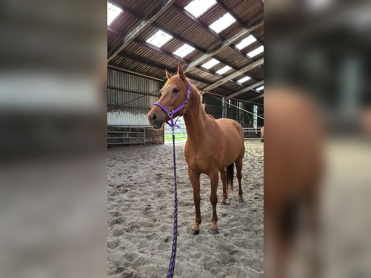 Thoroughbred Mix Mare 6 years 16 hh Chestnut-Red in Zuiderwoude