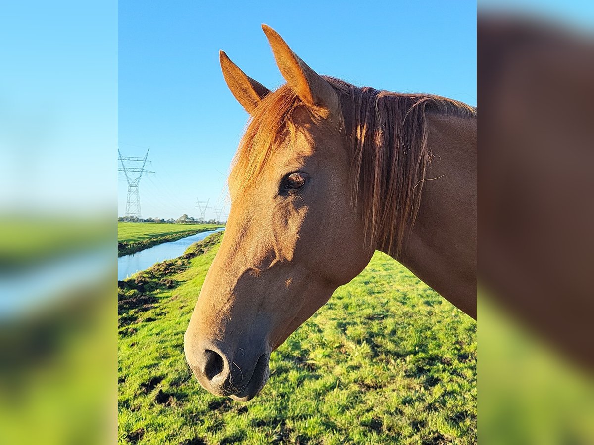 Thoroughbred Mix Mare 6 years 16 hh Chestnut-Red in Zuiderwoude