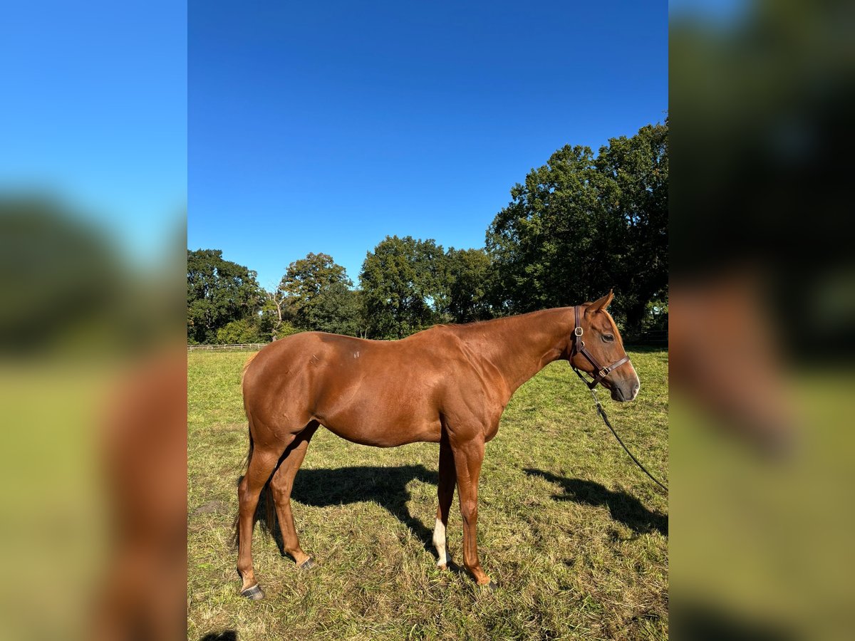 Thoroughbred Mare 6 years 16 hh Chestnut-Red in Hamburg