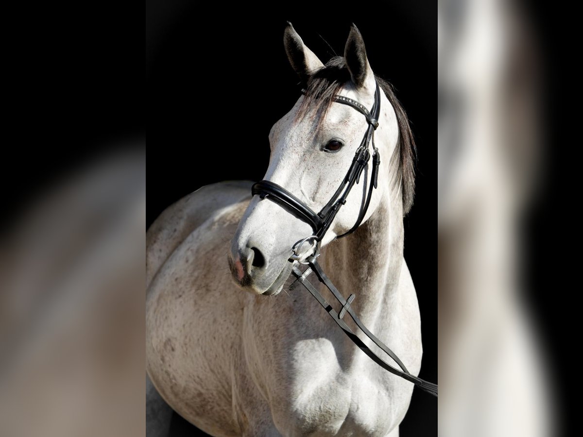 Thoroughbred Mare 6 years 16,1 hh Grey-Dapple in Sperenberg