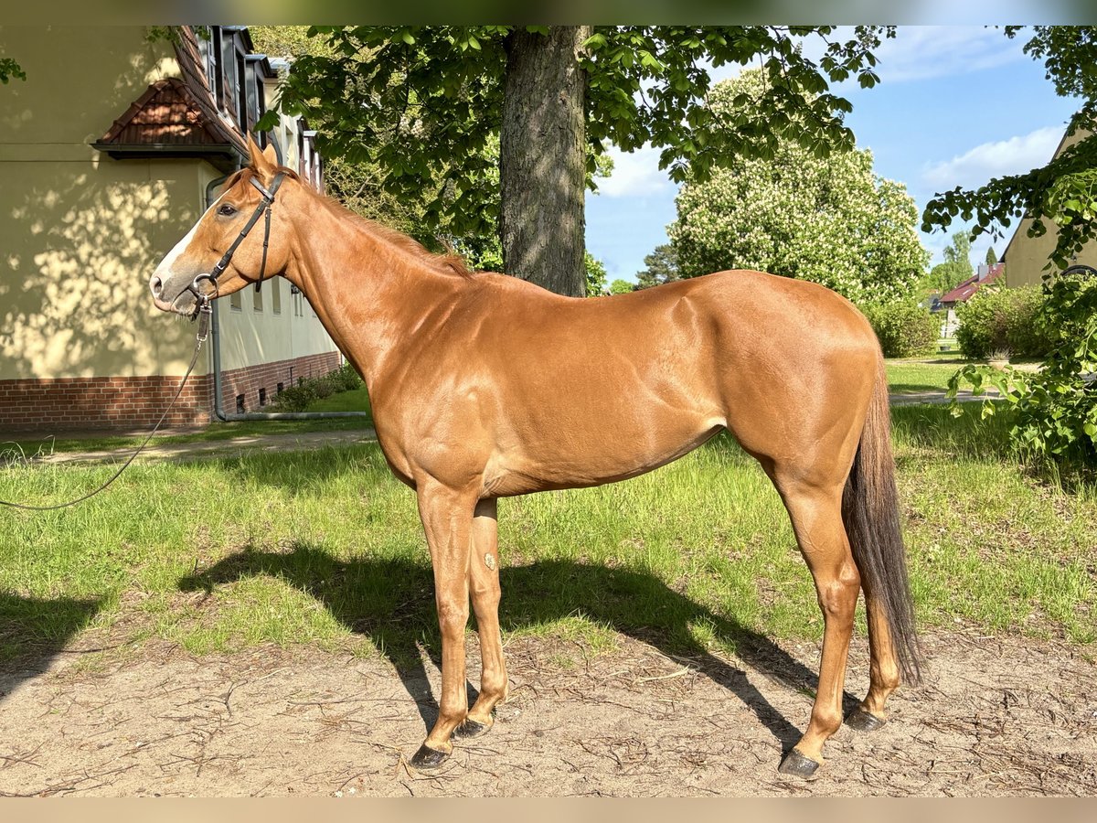Thoroughbred Mare 6 years Chestnut-Red in Neuenhagen