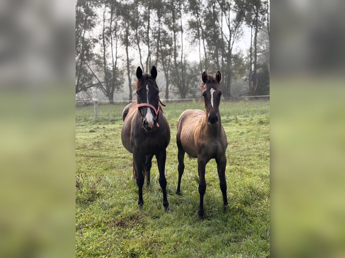 Thoroughbred Mare 7 years 14,2 hh Smoky-Black in Trzciel