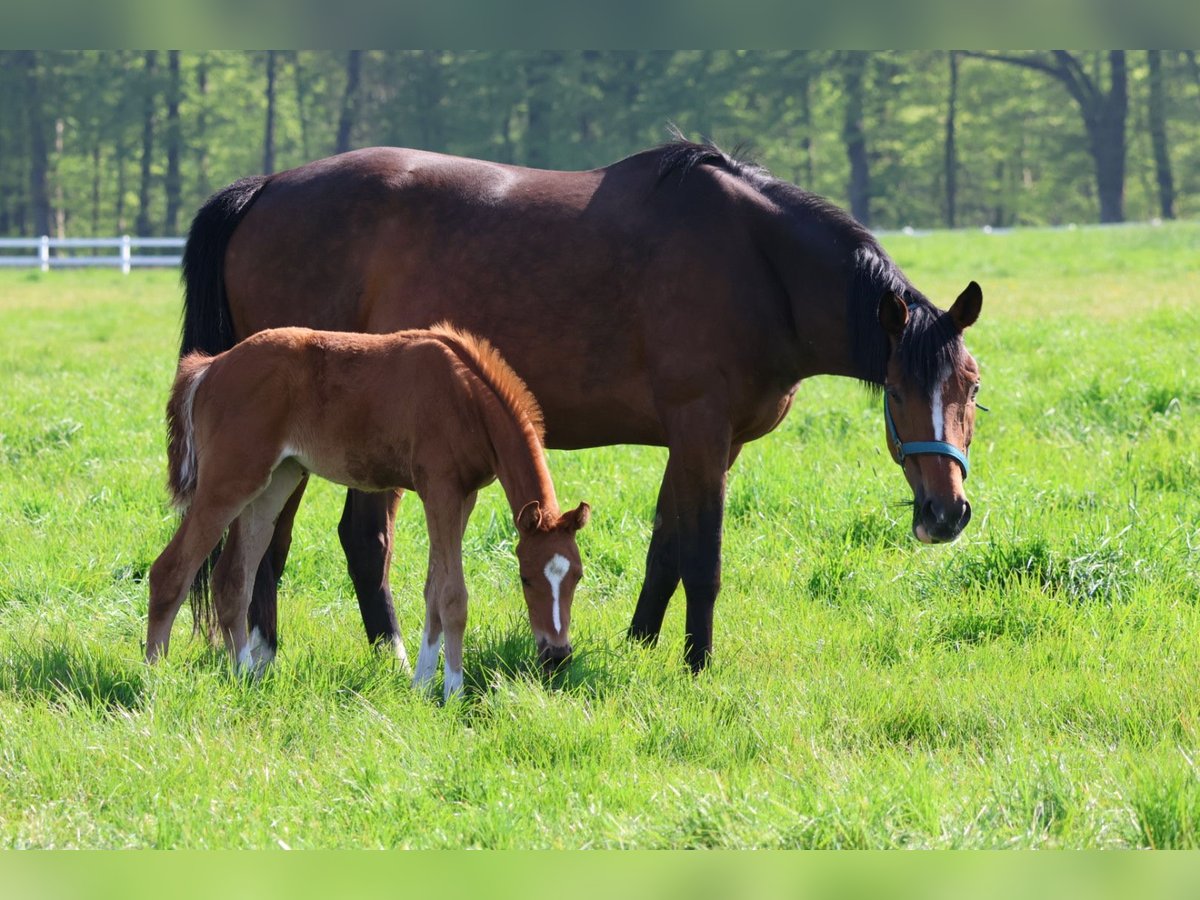 Thoroughbred Mare 7 years 15,3 hh Brown in Bad Oldesloe