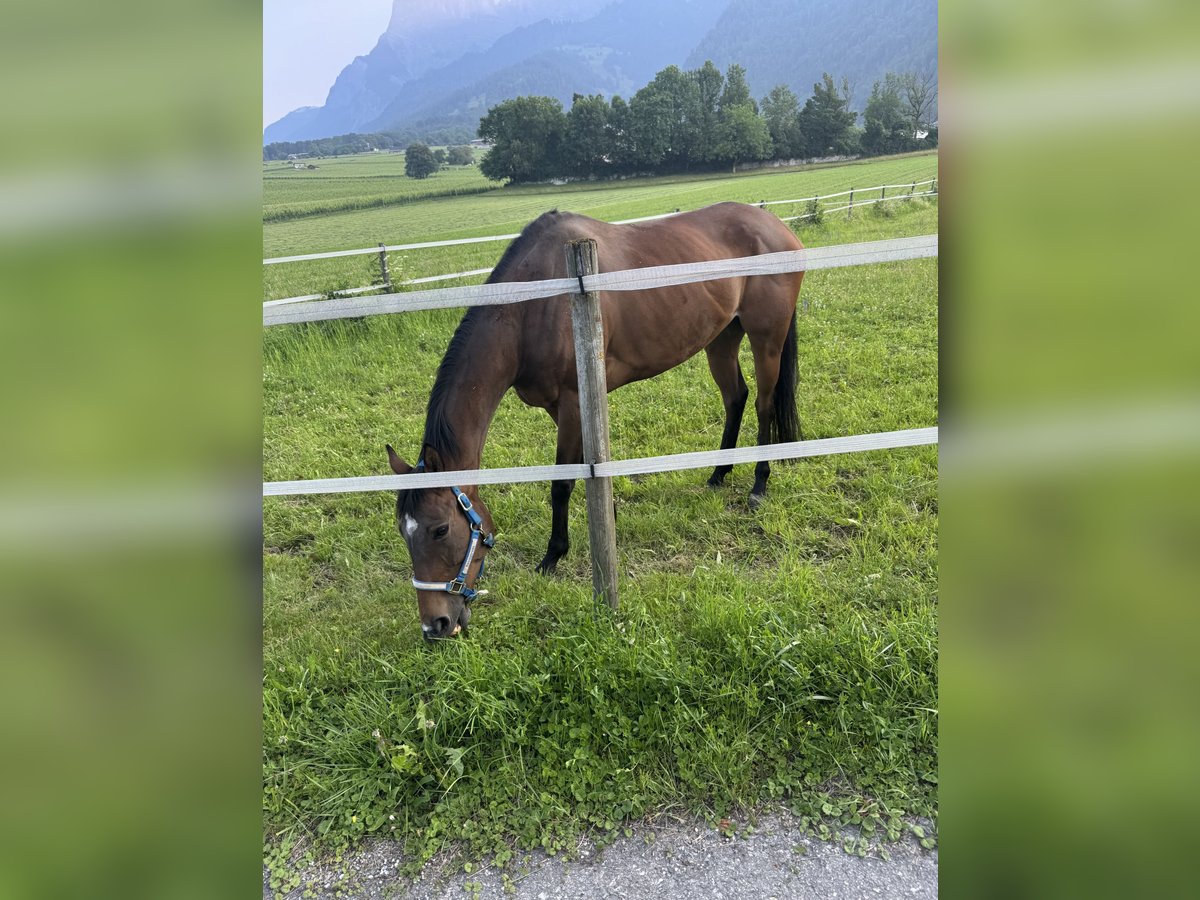 Thoroughbred Mare 7 years 15,3 hh Brown in JeninsJenins