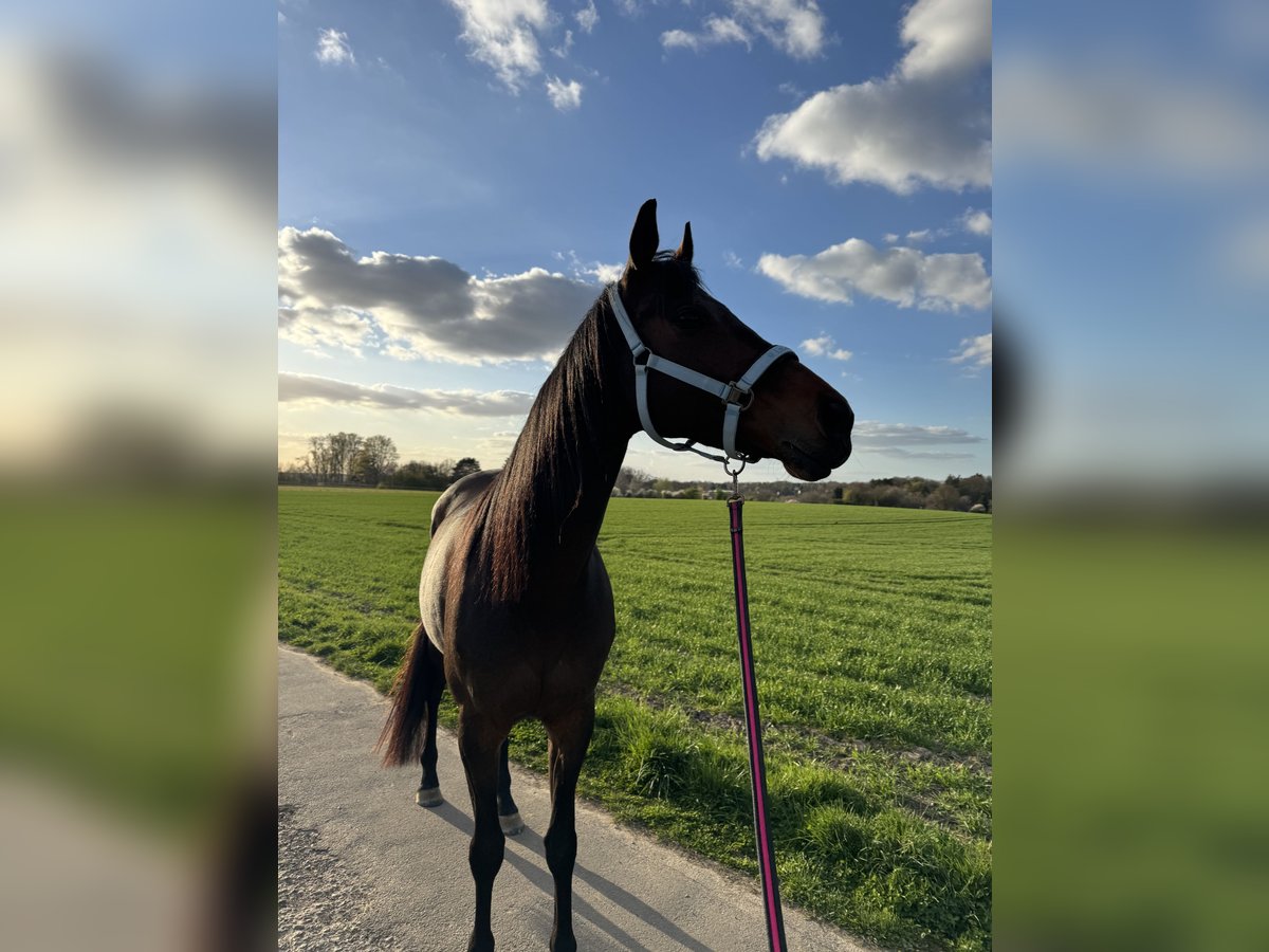 Thoroughbred Mare 7 years 16 hh Bay-Dark in M&#xFC;lheim an der Ruhr