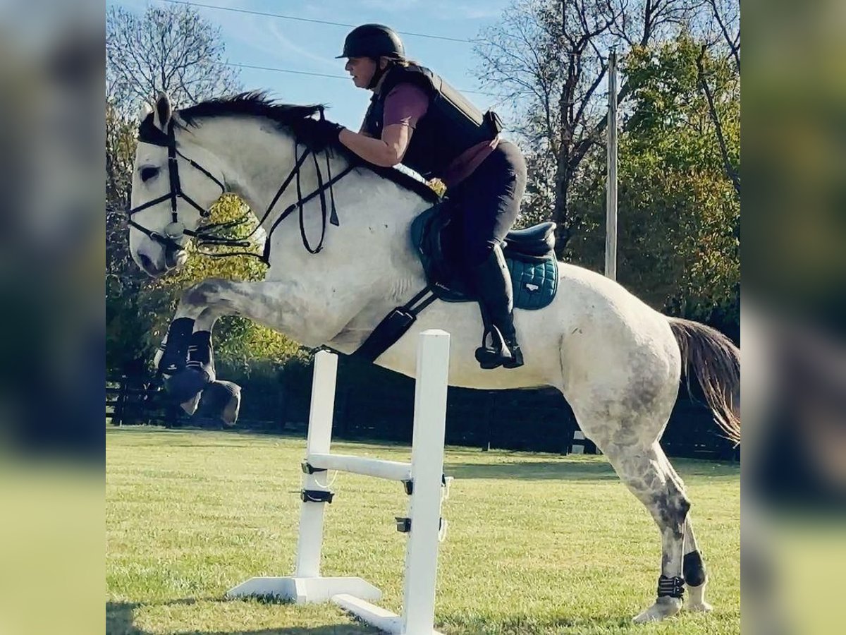 Thoroughbred Mare 7 years 16 hh White in 7 Lochside Road, Peterhead