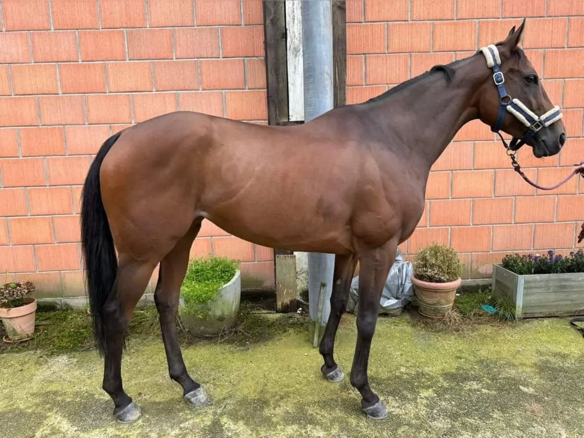 Thoroughbred Mare 8 years 15,2 hh Brown in München