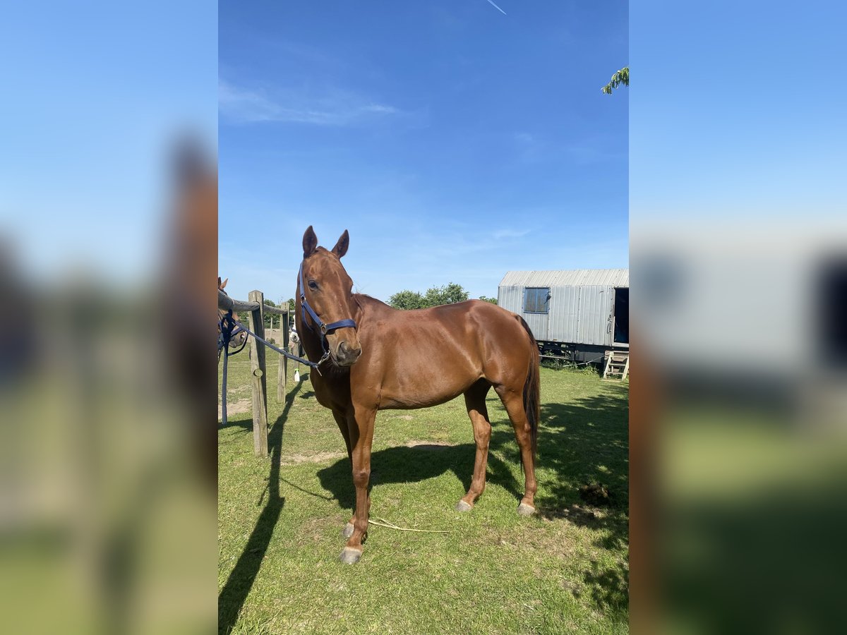 Thoroughbred Mare 8 years 15,2 hh Chestnut-Red in Dallgow-D&#xF6;beritz