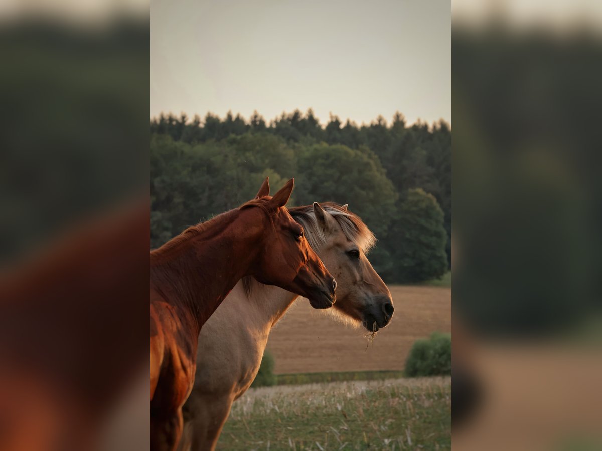 Thoroughbred Mare 8 years 15,3 hh Chestnut-Red in Hammelburg