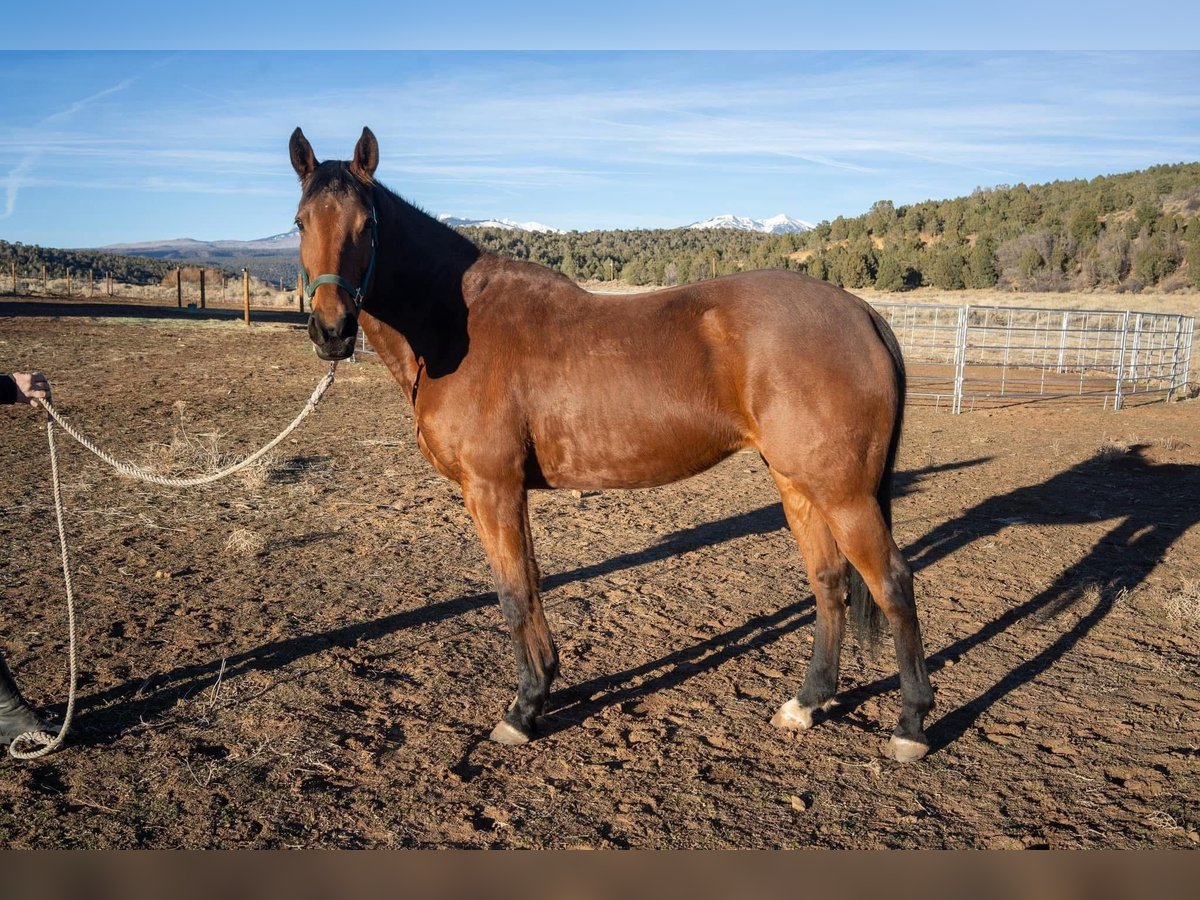 Thoroughbred Mare 8 years 16 hh Brown in Fort Worth Texas