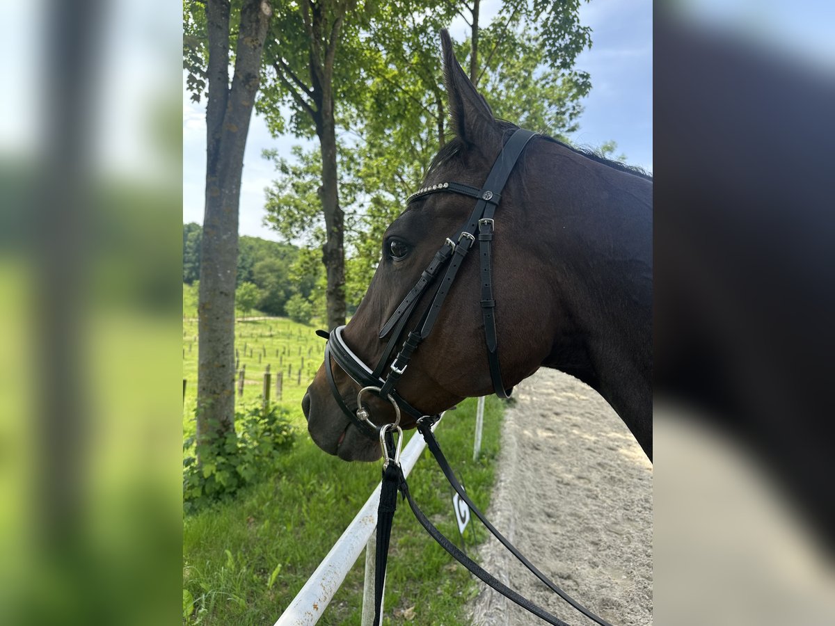 Thoroughbred Mare 8 years 16 hh Brown in Linz Thoroughbred Mare 8 years 16 hh Brown in Linz