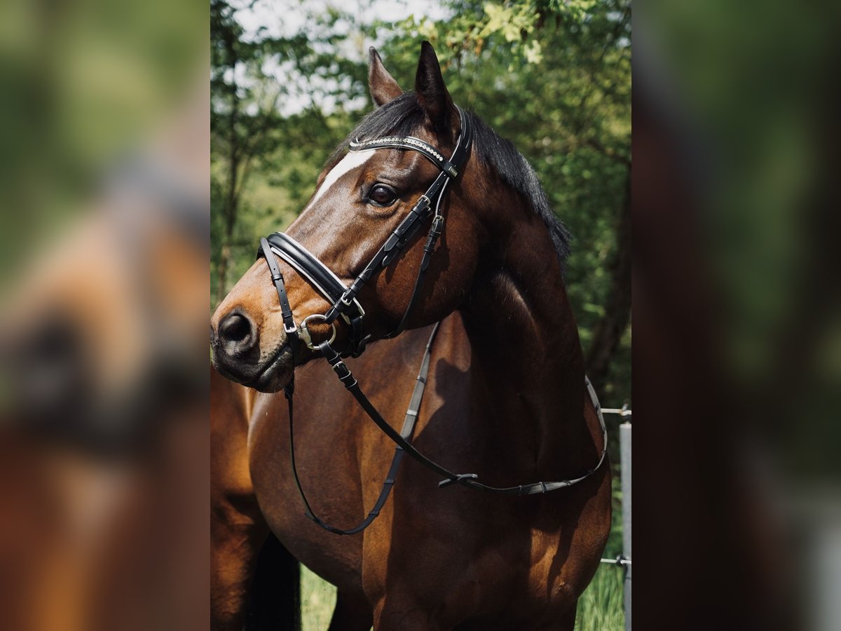 Thoroughbred Mare 8 years 16 hh in Meine