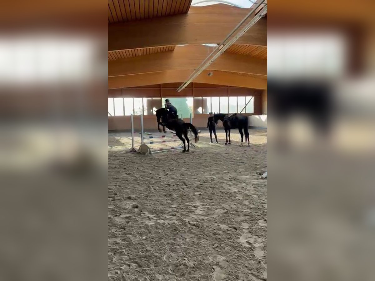 Thoroughbred Mare 8 years 16,1 hh Brown in Celle