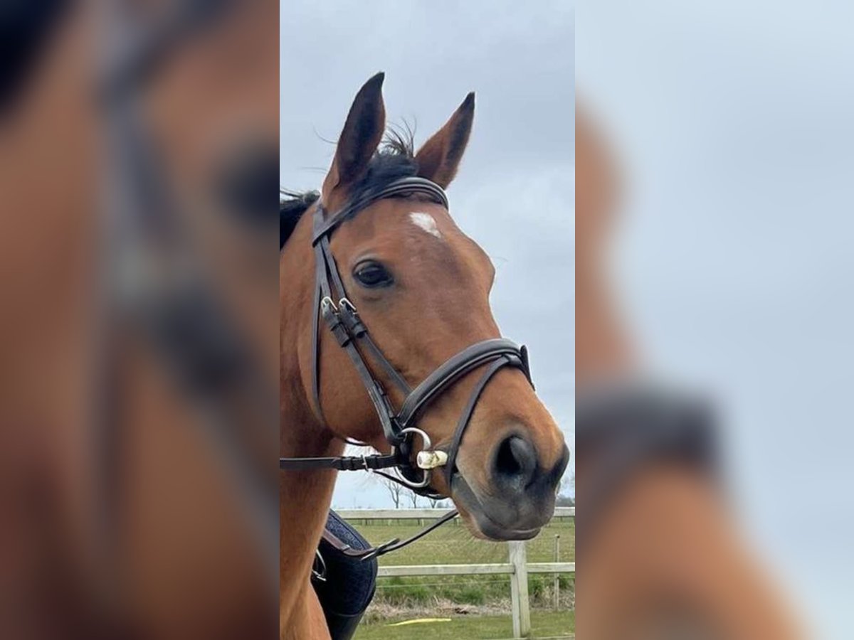 Thoroughbred Mare 8 years Brown in Sint Maarten