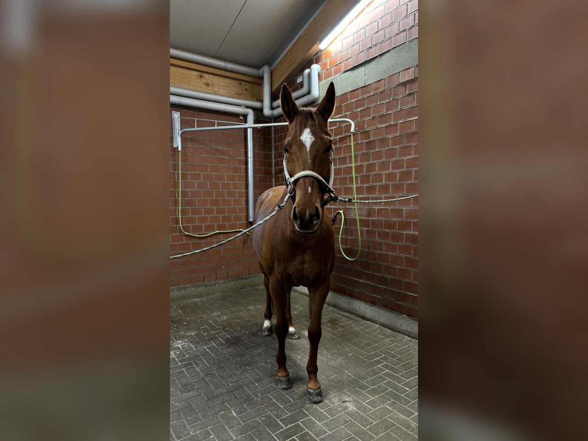 Thoroughbred Mare 8 years Chestnut-Red in Lamspringe