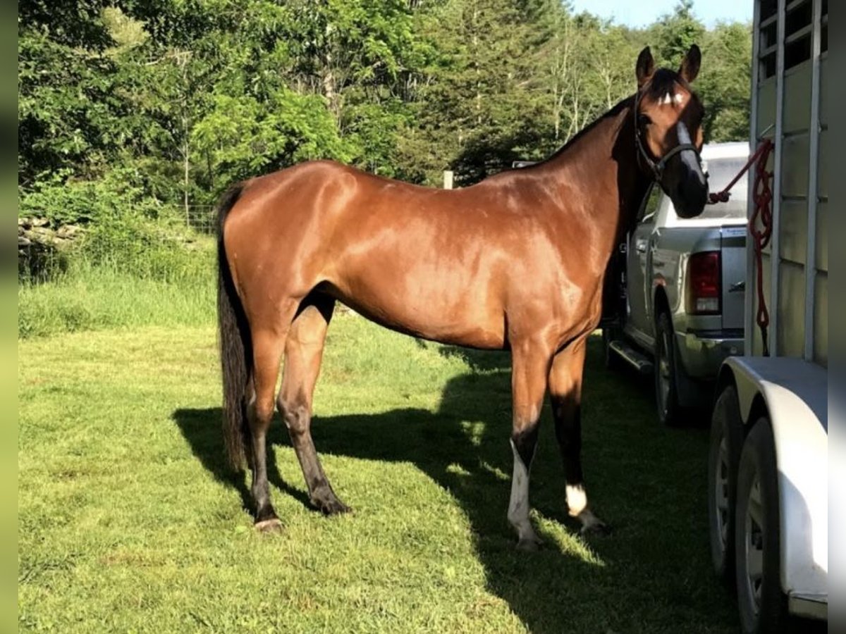 Thoroughbred Mix Mare 9 years 15,1 hh Bay in Meshoppen