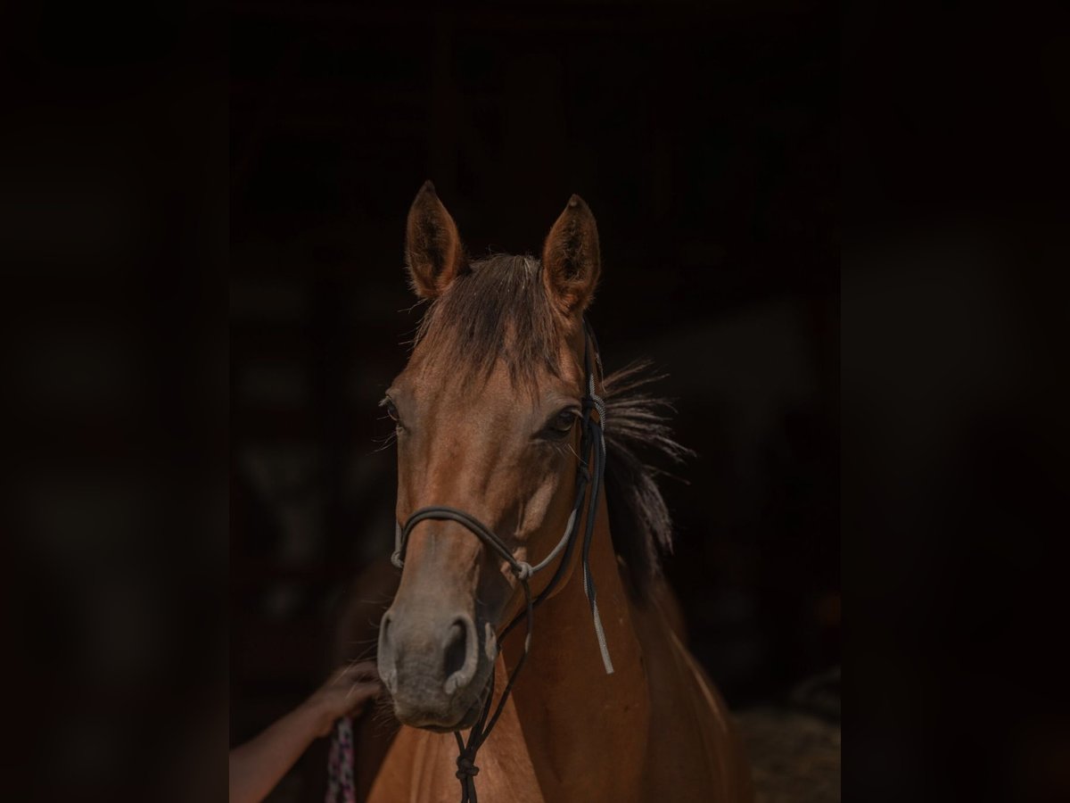 Thoroughbred Mare 9 years 15,2 hh Brown in Himmelkron