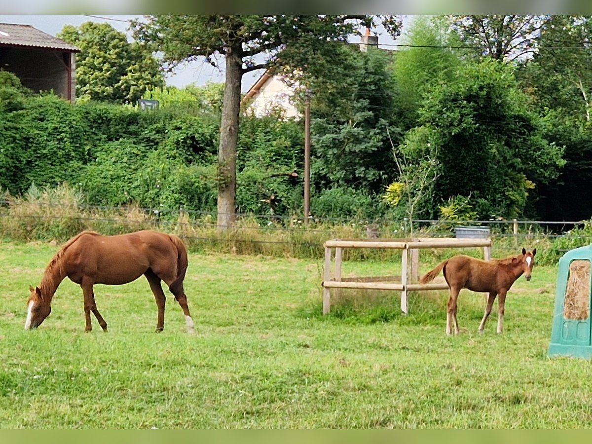 Thoroughbred Mare 9 years 15,3 hh Chestnut-Red in Iffezheim