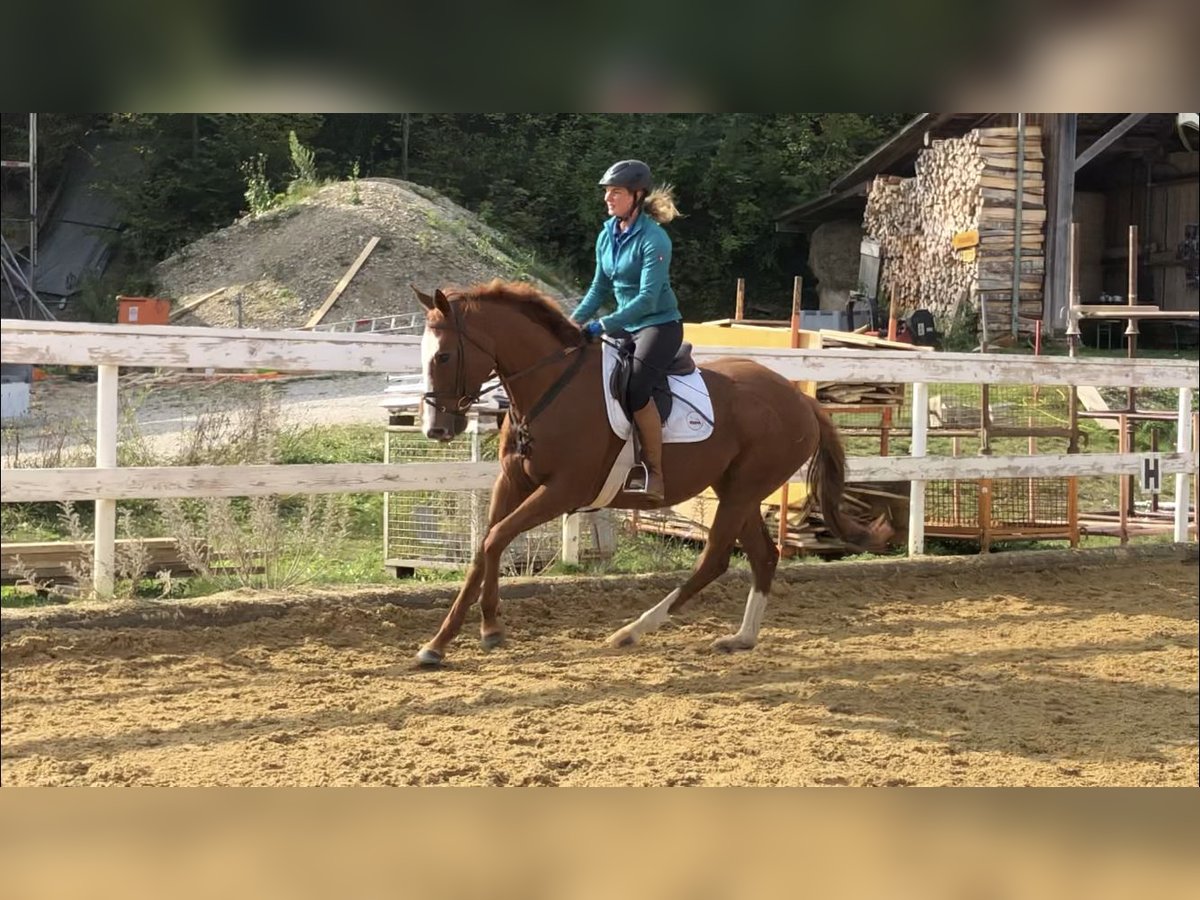 Thoroughbred Mare 9 years 15,2 hh Chestnut-Red in Seehausen am Staffelsee