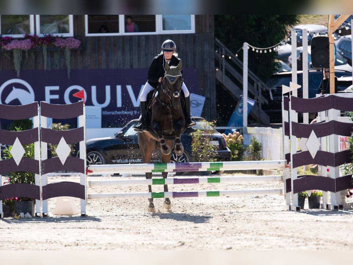 Thoroughbred Mare 9 years 16 hh Brown in Quierschied