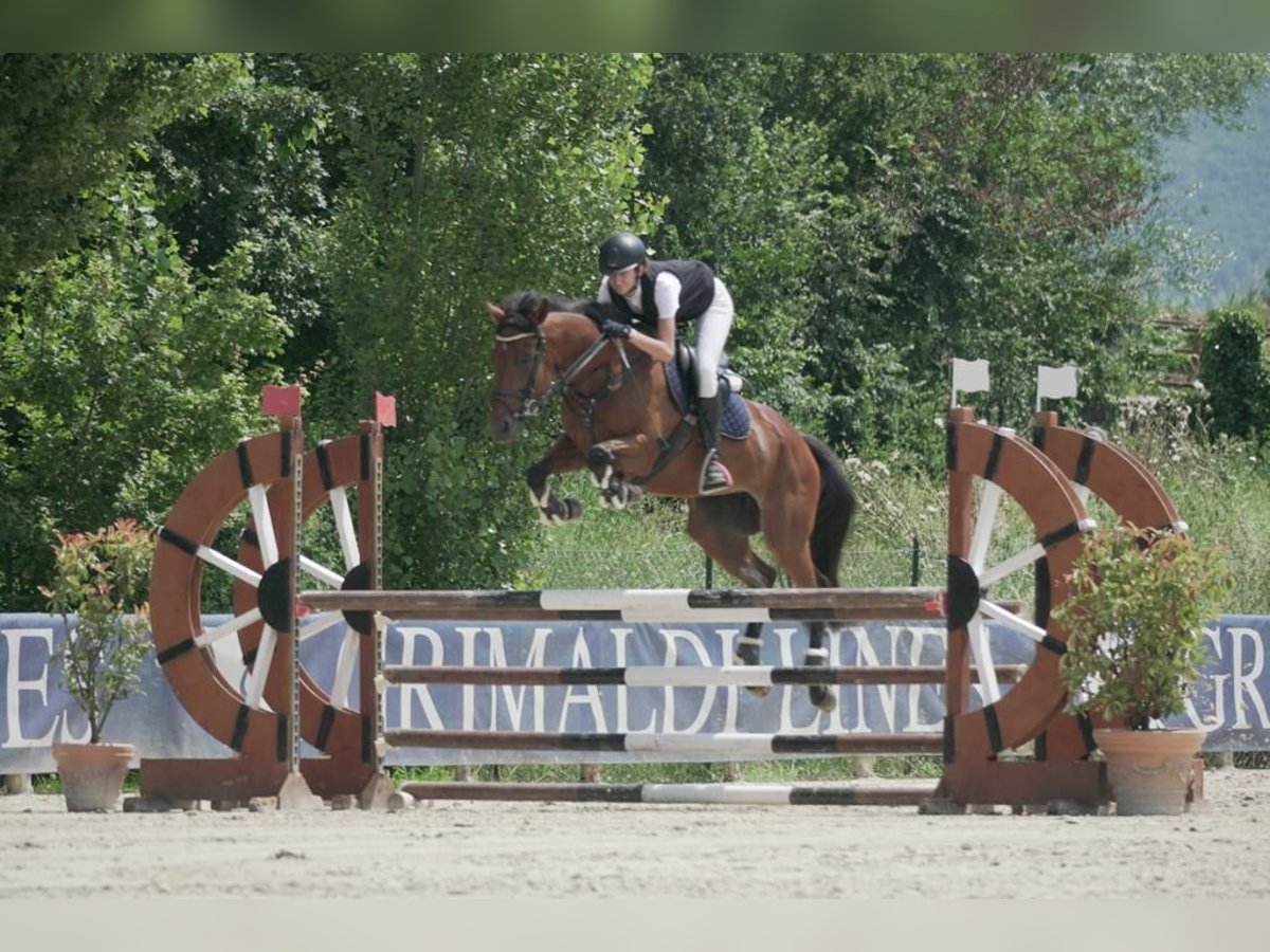 Thoroughbred Mare 9 years 16,1 hh Brown in Italia