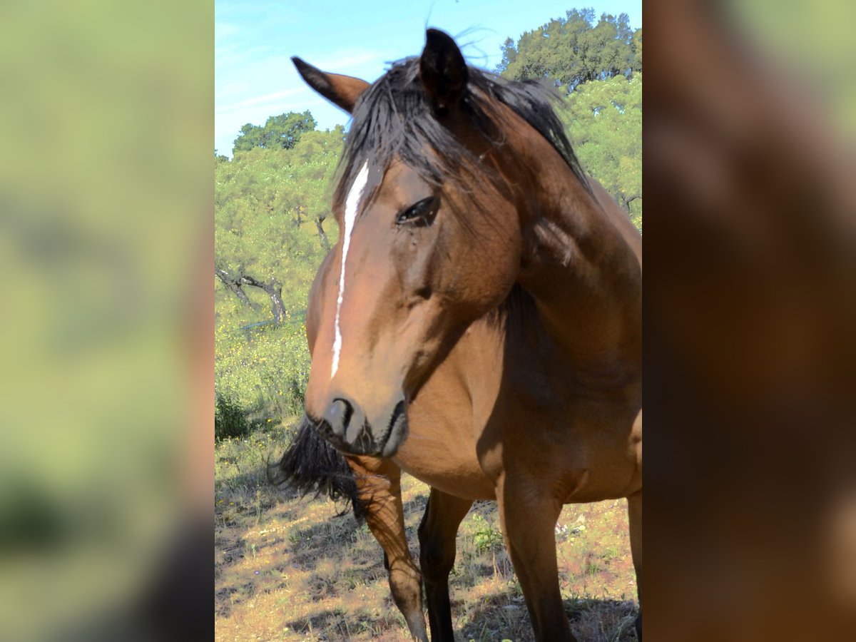 Thoroughbred Mare 9 years Brown in Valverde Del Fresno