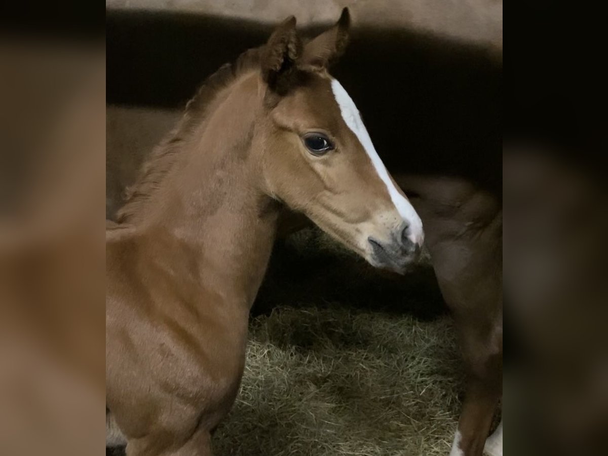 Thoroughbred Mare Foal (04/2024) 12,2 hh Chestnut in Werne