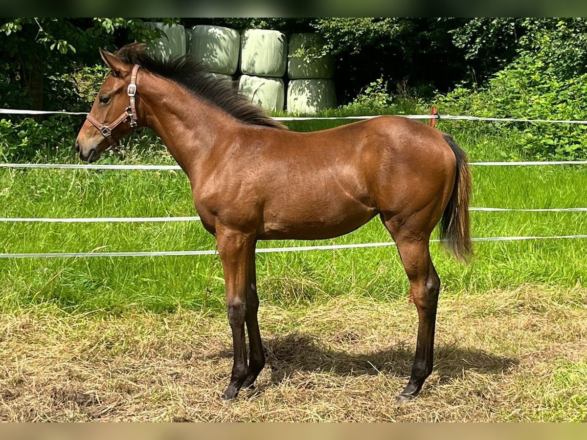 Thoroughbred Mare Foal (02/2024) 13,2 hh Brown in Bad Münder am Deister