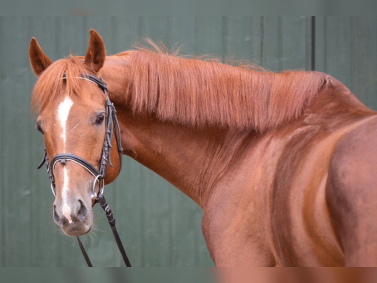 Thoroughbred Stallion 13 years 16 hh Chestnut-Red in Lohmen