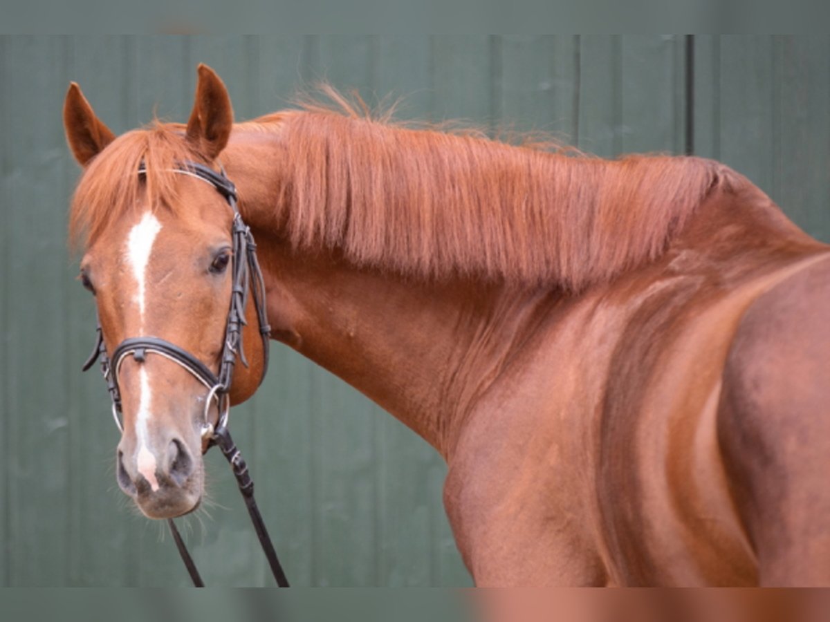 Thoroughbred Stallion 14 years 16 hh Chestnut-Red in Lohmen