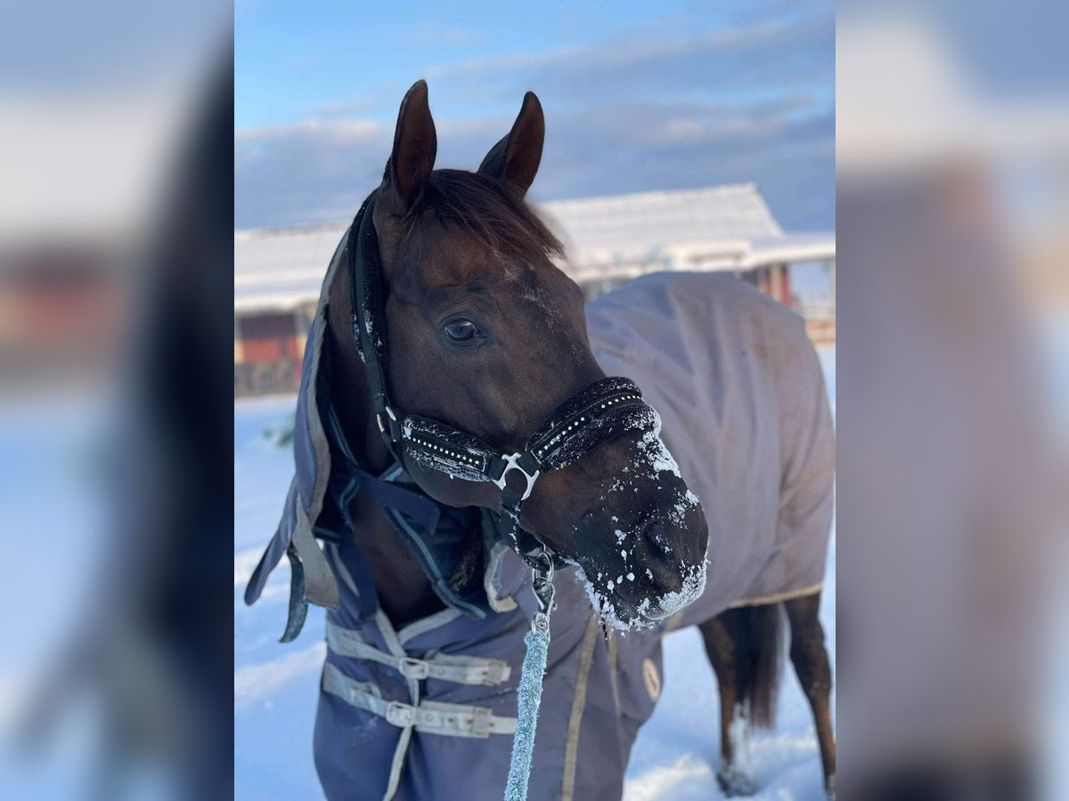 Thoroughbred Stallion 14 years Chestnut in &#x160;i&#x16B;pariai