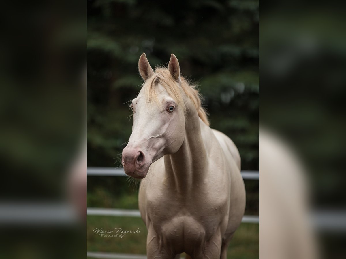 Thoroughbred Stallion 15 years 15,2 hh Perlino in Beaumont-Pied-de-Buf
