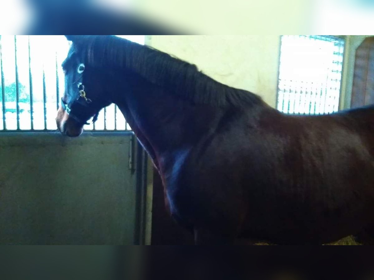 Thoroughbred Stallion 19 years 15,2 hh in OSTHOUSE