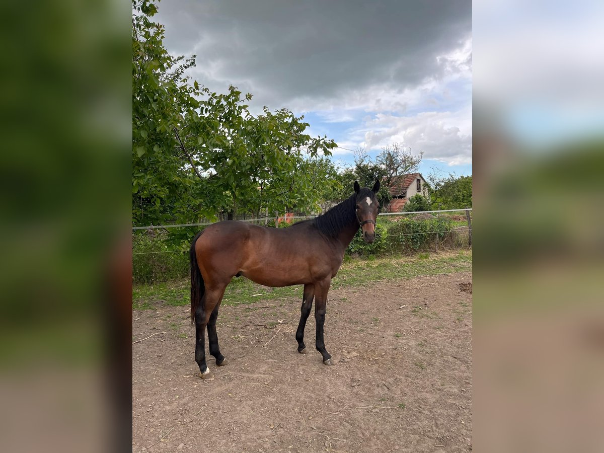 Thoroughbred Stallion 1 year 14,1 hh Brown in Nagyk&#x151;r&#xF6;s