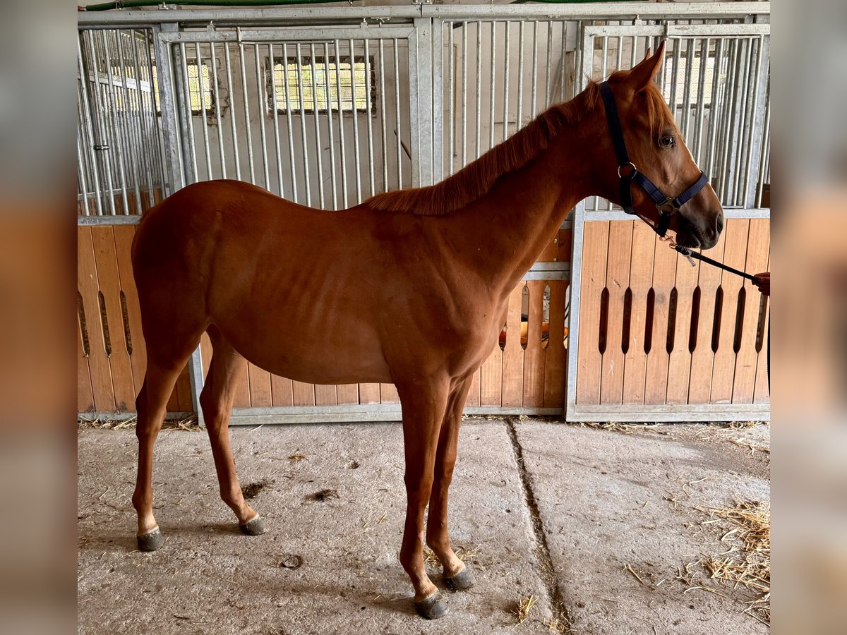 Thoroughbred Stallion 1 year Chestnut in Budapest