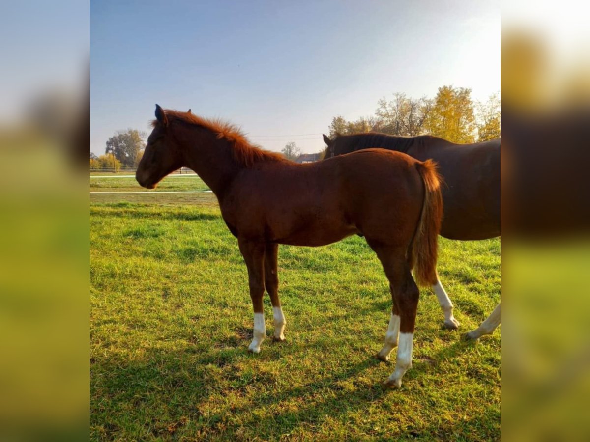 Thoroughbred Stallion 1 year Chestnut-Red in Nymburk