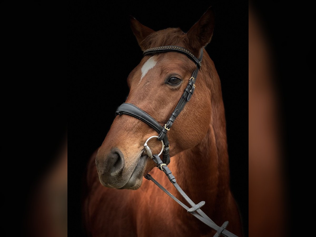 Thoroughbred Stallion 3 years 16,1 hh Chestnut in Csömör