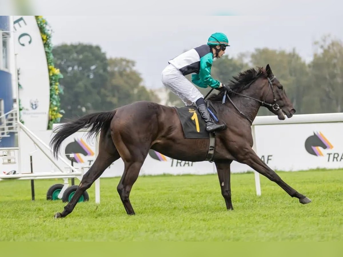 Thoroughbred Stallion 3 years 16 hh Bay-Dark in Cieszków