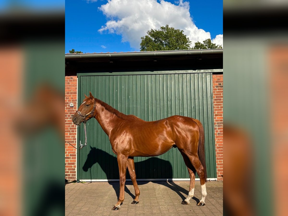 Thoroughbred Stallion 3 years 16 hh Chestnut-Red in Hamburg