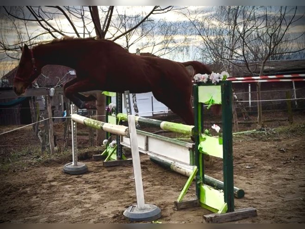 Thoroughbred Stallion 4 years 16,1 hh Chestnut in Csömör