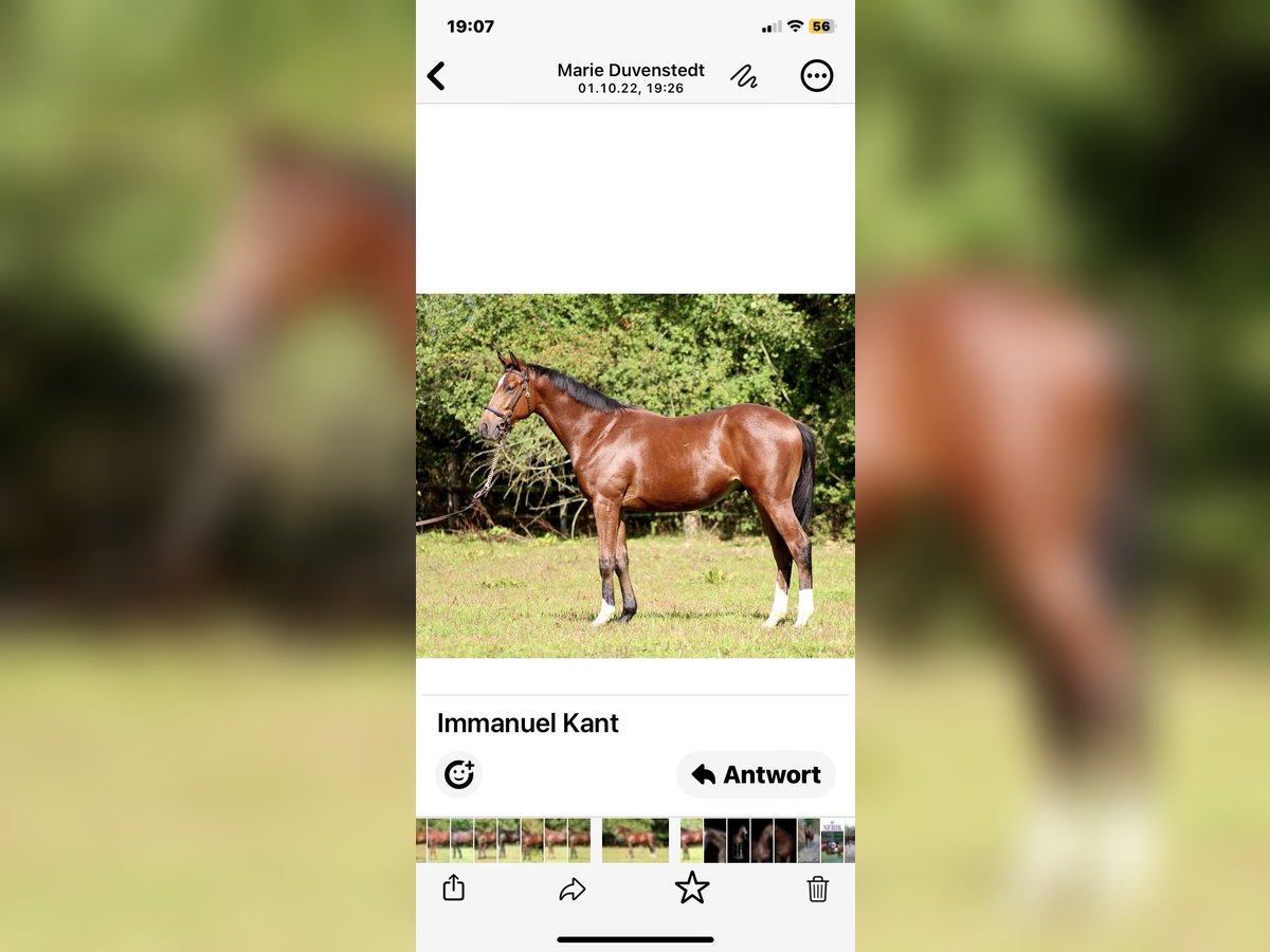 Thoroughbred Stallion 4 years 16 hh Brown in Hamburg Lemsahl-Mellingstedt