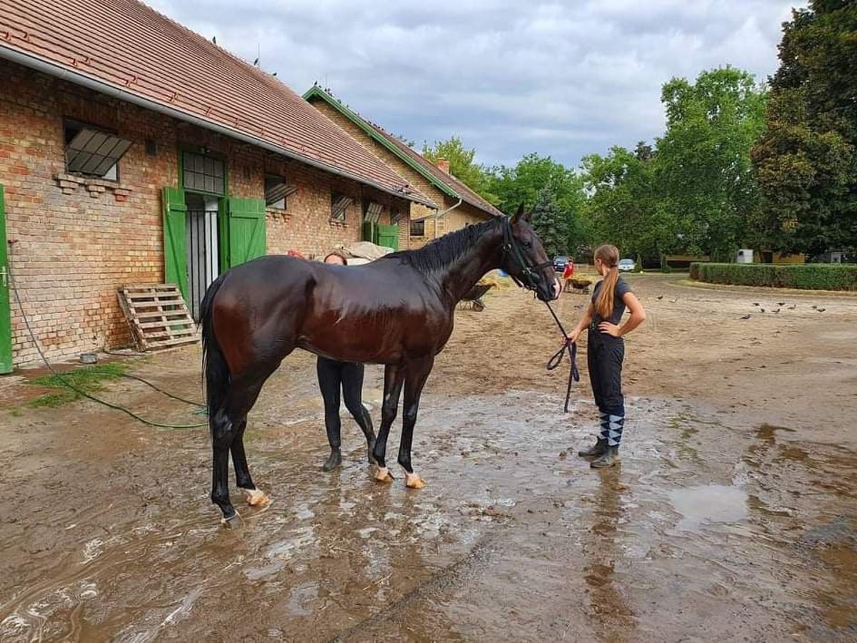 Thoroughbred Stallion 5 years 16 hh Brown in Oroszlany