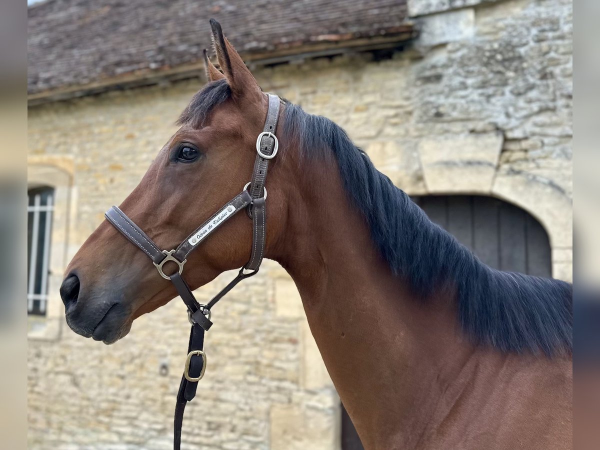 Thoroughbred Stallion 5 years 16 hh Brown in mézidon canon