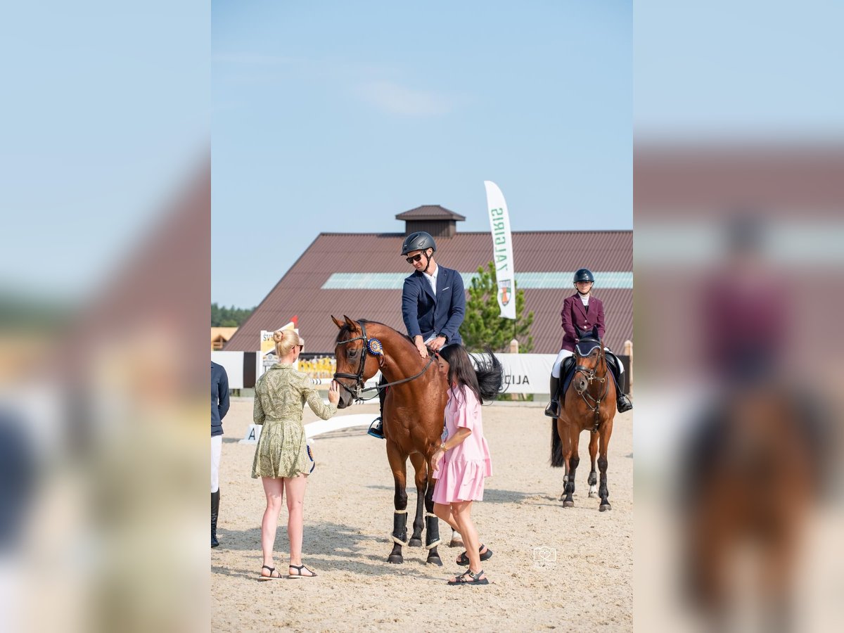 Thoroughbred Stallion 6 years 16 hh Bay in Alytus