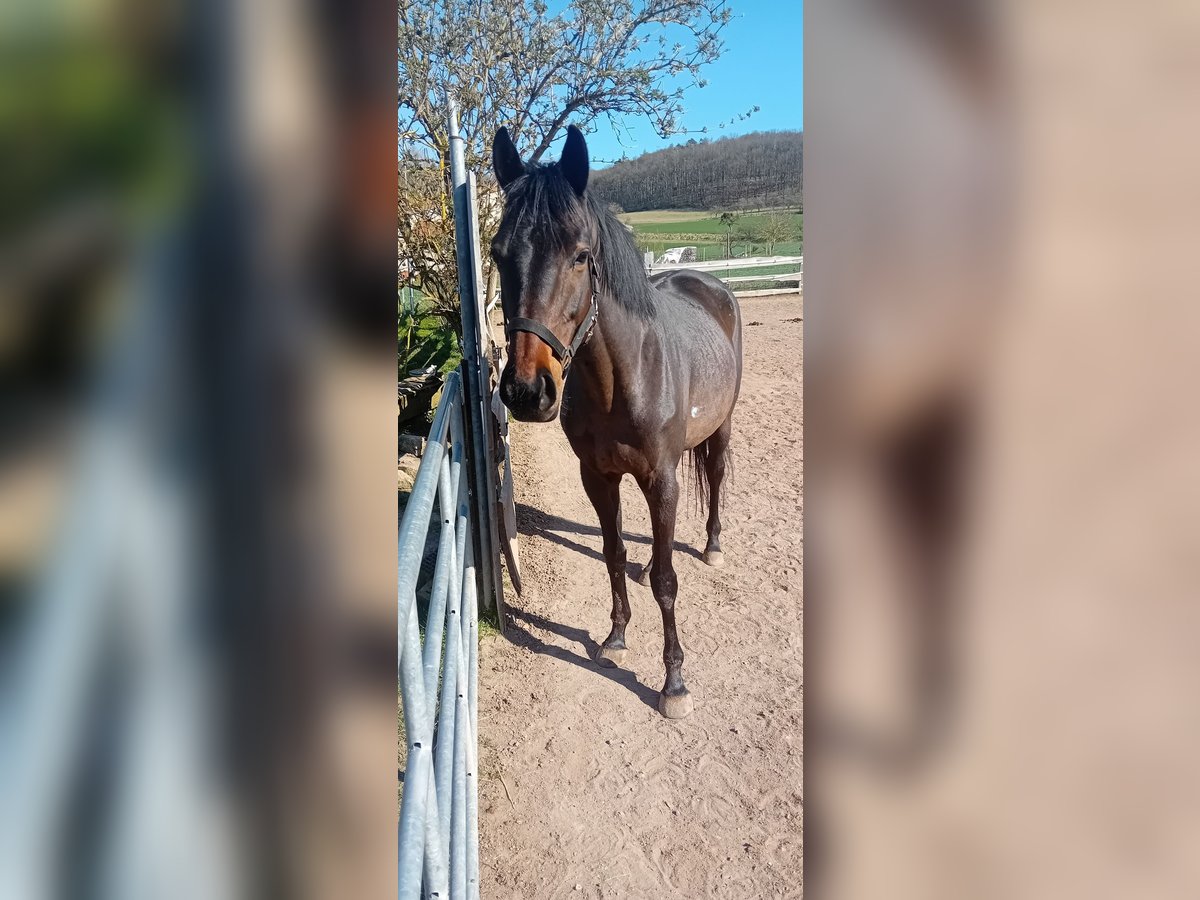 Thoroughbred Stallion 7 years 14,3 hh Bay-Dark in Haßfurt