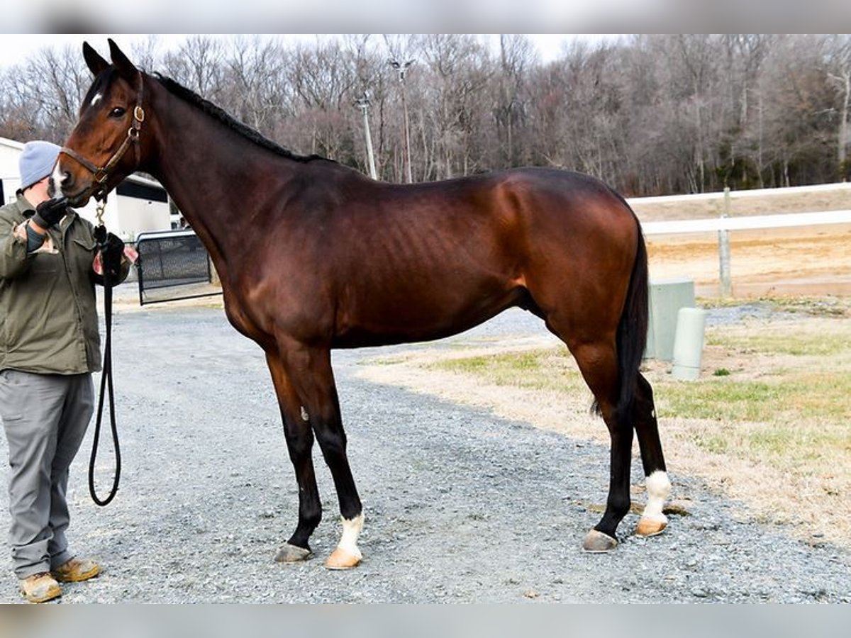 Thoroughbred Stallion 7 years 16 hh Brown in Ashburn